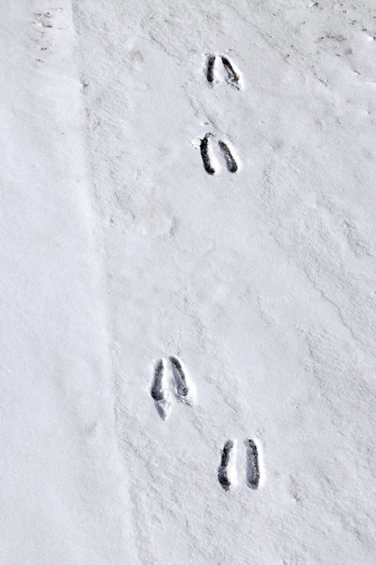 Alpine chamois (Rupicapra rupicapra) footprints, tracks in the snow showing the cloven hooves in winter