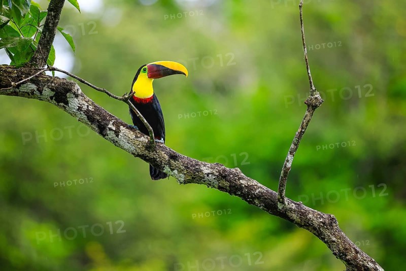 Golden-throated Toucan (Ramphastos ambiguus), Toucans (Ramphastidae), Laguna del Lagarto Lodge, Alajuela, Costa Rica, Central America