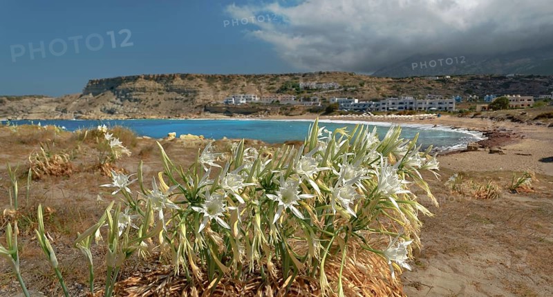 White pancratium on the beach with a view of the sea and mountains in the background, Arkasa, Karpathos, Greece, Europe