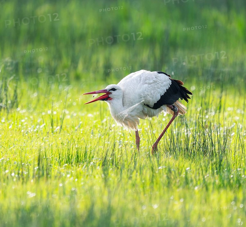 White stork (Ciconia ciconia) foraging in a meadow, spider threads on the grass, Lower Saxony, Germany, Europe