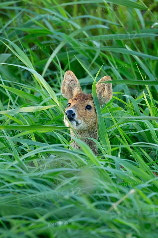 Chinese water deer (Hydropotes inermis) adult animal amongst reeds of a reedbed, England, United Kingdom, Europe
