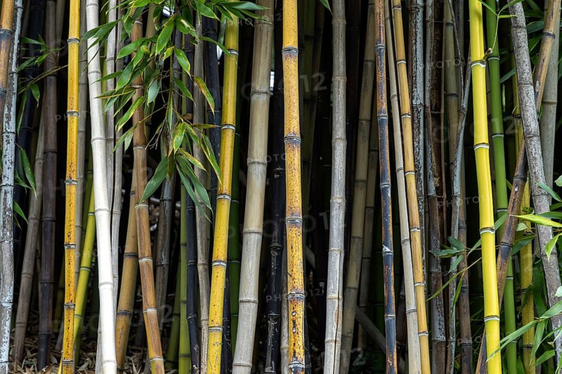 Bamboo, bamboo grove, Scherrer Park, Parco Scherrer, Morcote, Lake Lugano, Lago di Lugano, Canton Ticino, Switzerland, Europe