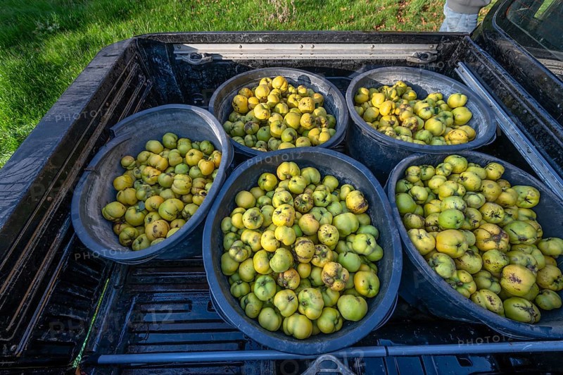 Freshly harvested quinces (Cydonia oblonga) in tonnes on a pickup truck, Mecklenburg-Vorpommern, Germany, Europe