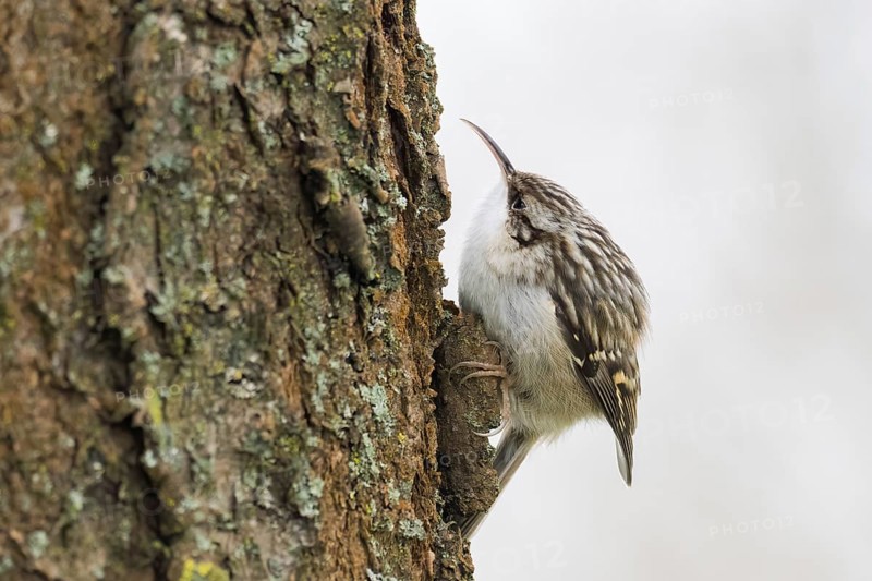Garden treecreeper (Certhia brachydactyla) climbing on tree trunk with barky bark, Hesse, Germany, Europe