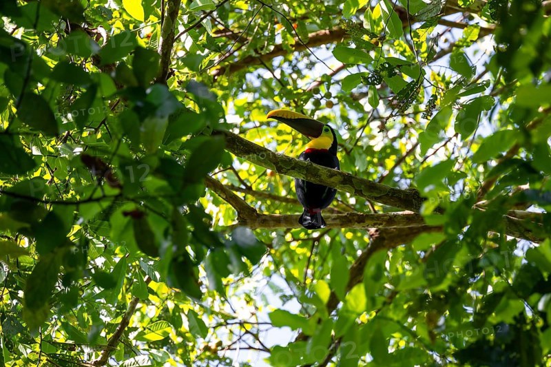 Golden-throated Toucan (Ramaphastos ambiguus) sitting on a branch, Corcovado National Park, Osa Peninsula, Puntarena Province, Costa Rica, Central America