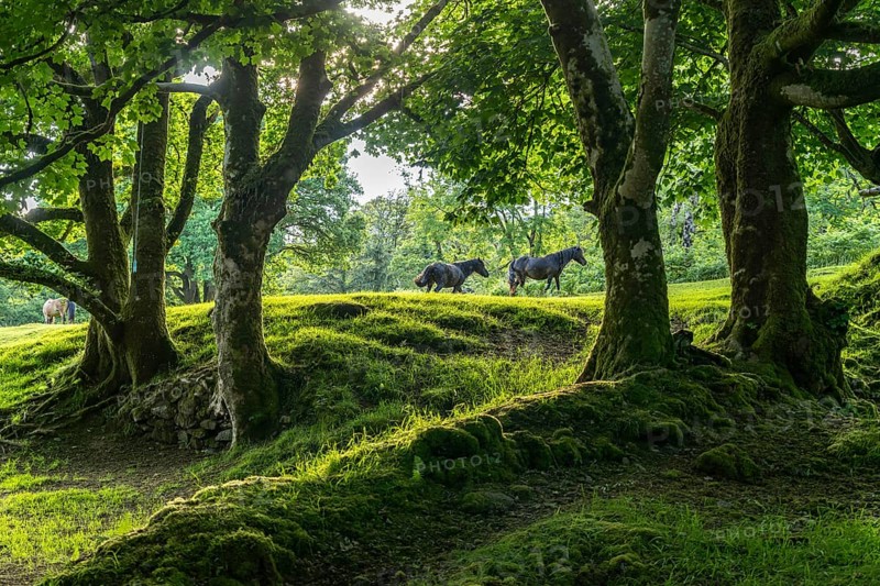 Horses in a clearing in the forest, Dartmoor, Devon, England, Great Britain