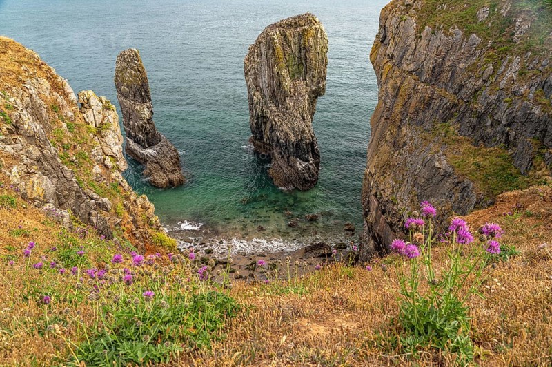 Elegug Stacks or Stack Rocks rock formation in the Pembrokeshire Coast National Park, Pembrokeshire, Wales, Great Britain