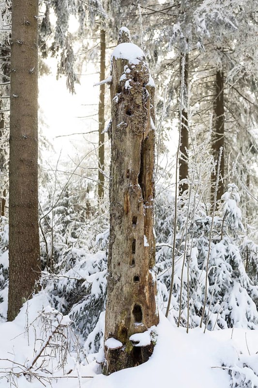Old dead tree trunk without bark with many nesting holes in the winter forest on the Auersberg, Eibenstock, Erzgebirge, Saxony, Germany, Europe