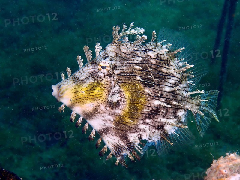 Jewelled filefish (Chaetodermis penicilligerus), filefish, with unique pattern floating in the water, dive site Secret Bay, Gilimanuk, Bali, Indonesia, Asia
