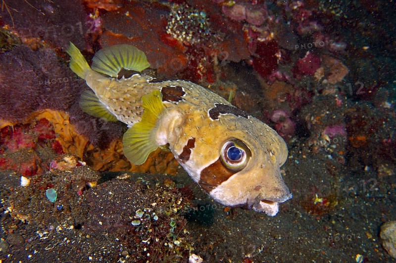 A yellow-brownish spotted masked porcupinefish (Diodon liturosus) swimming in the reef, dive site USAT Liberty, Tulamben, Bali, Indonesia, Asia