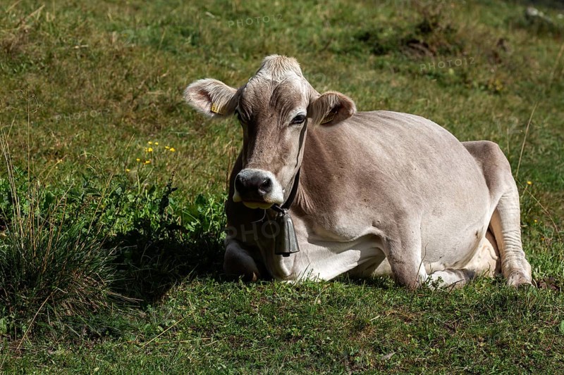 Bark (Bos taurus) lies in the grass, Sambuco Valley, Vale Sambuco, near Fusio, Lavizzara, Canton Ticino, Switzerland, Europe
