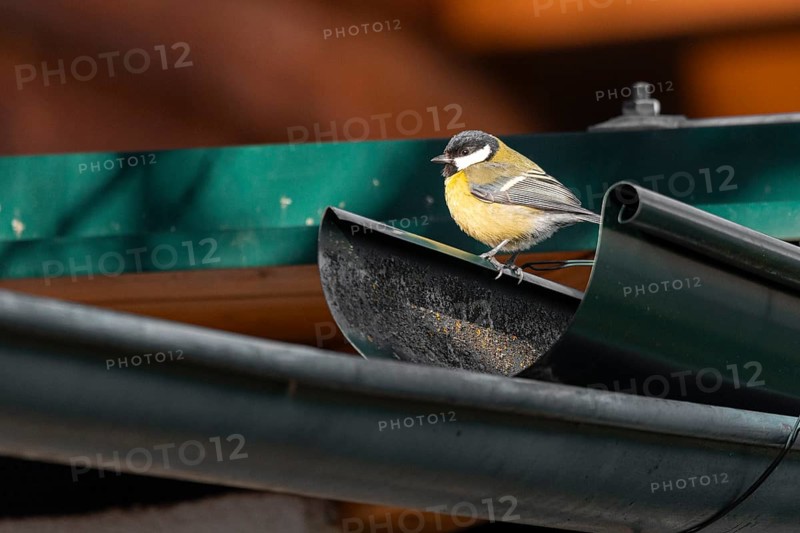 A great tit (Parus major) sits on a green gutter, illuminated by soft sunlight