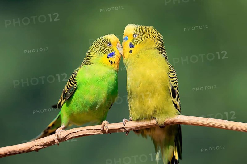 Budgerigar (Melopsittacus undulatus), adult, pair, male, female, two, in perch, courtship, social behaviour, Australia, Oceania