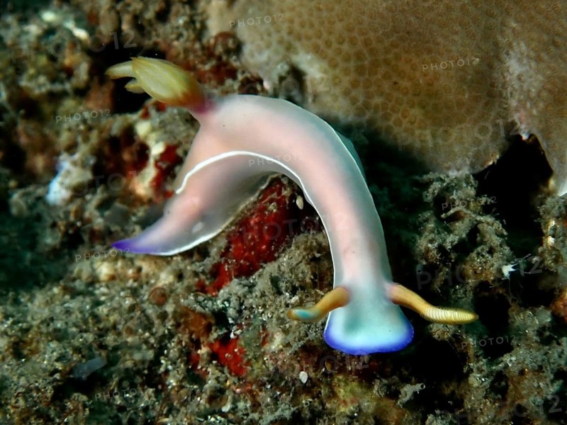 Curved star snail with pink-coloured body, Bullock's star snail (Hypselodoris bullockii), on coral bottom under water, dive site Prapat, Penyapangan, Bali, Indonesia, Asia