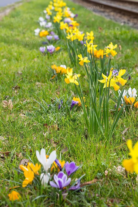 Flowering strip between tram tracks and road with yellow and purple crocuses (crocus) and daffodils (narcissus), Radebeul, Saxony, Germany, Europe