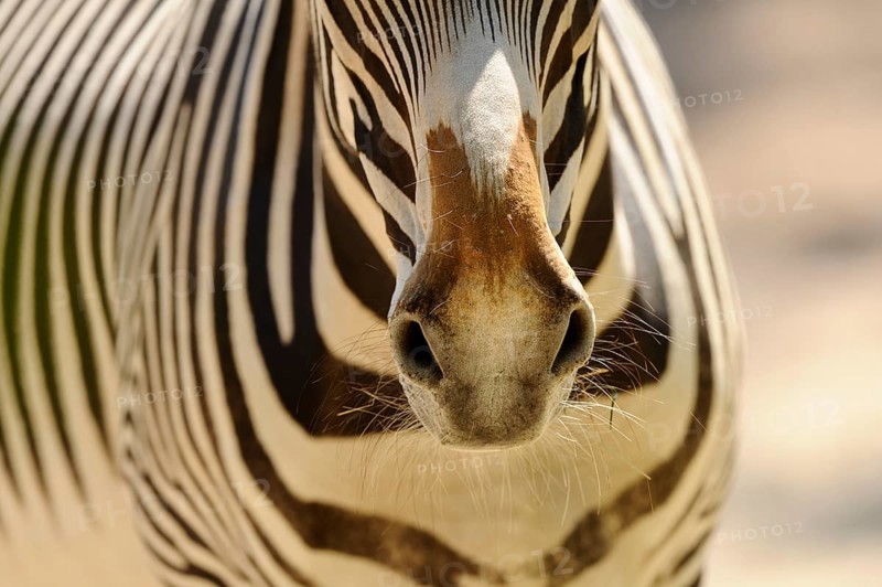 Close-up of the zebra owl with stripe pattern and fine details, Grevyzebra (Equus grevyi), captive