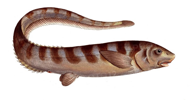 Fish, Pisces, Notocanthus nasus, Spinyback, the Notocanth, Historic, digitally restored reproduction from a 19th century original, Record date not stated