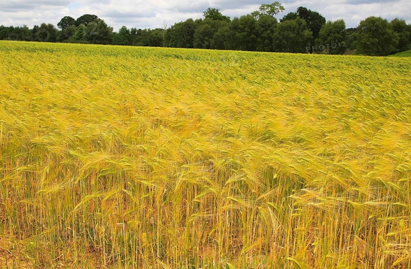 Crop of barley growing in field, Shottisham, Suffolk Sandlings, England, UK