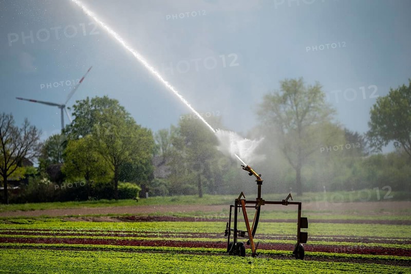 A field is artificially irrigated, water is sprayed onto the field via an irrigation system, field with different lettuce plants, in different stages of growth, North Rhine-Westphalia, Germany, Europe