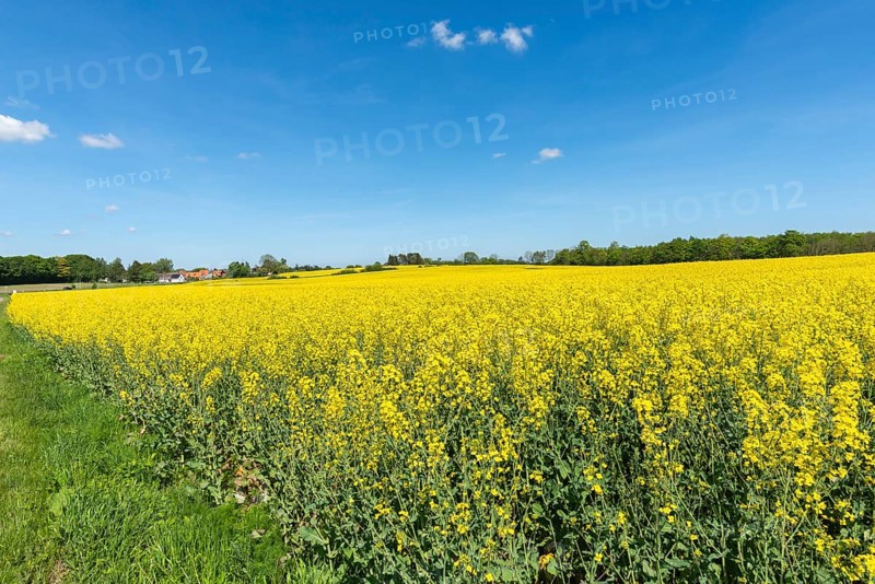 Agriculture in hilly moraine landscape, South Funen, Denmark, Fy, Funen, Denmark, Europe