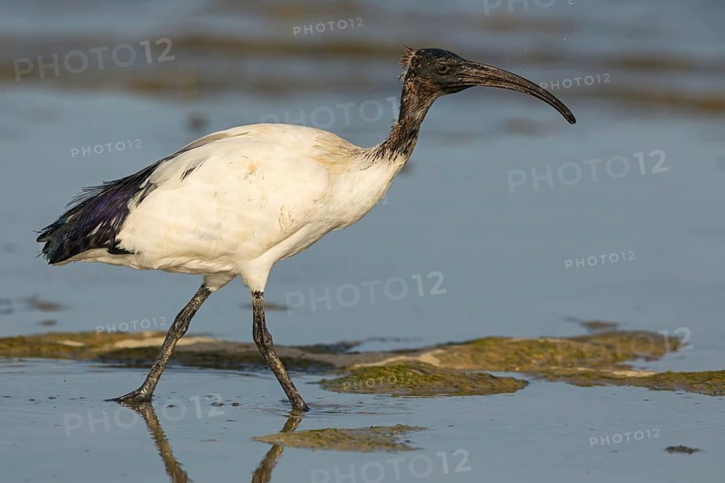 African sacred ibis (Threskiornis aethiopicus), family of ibises and spoonbills, Raysut, Salalah, Dhofar, Oman, Asia