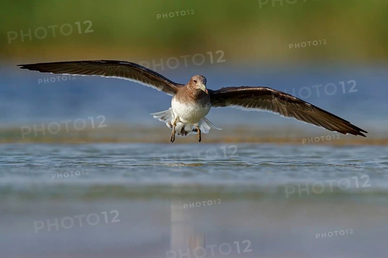 Hemprich's Gull, (Larus hemprichii), medium sized, rusty brown, flight photo, Raysut, Salalah, Dhofar, Oman, Asia