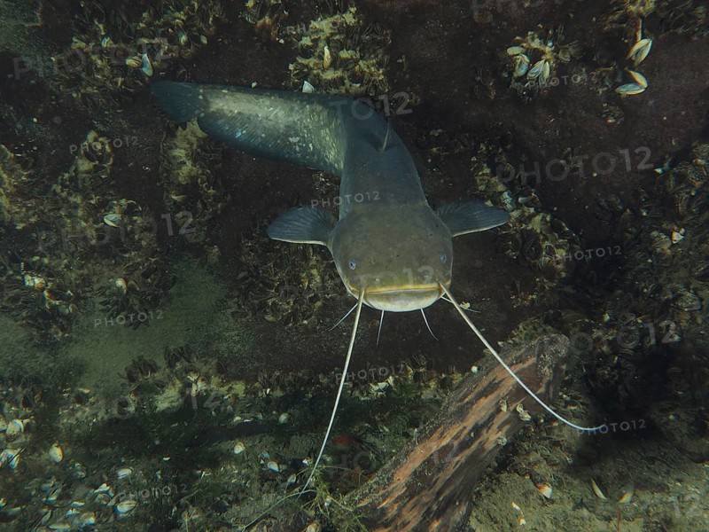 A close-up of a catfish (Silurus glanis), Waller, with clear barbels in an underwater landscape. Dive site Zollbrücke, Rheinau, Canton Zurich, Rhine, High Rhine, Switzerland, Germany, Europe