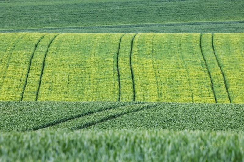 Cereal fields in spring with vehicle tracks in the fresh green, Neckarwestheim, Baden-Württemberg, Germany, Europe