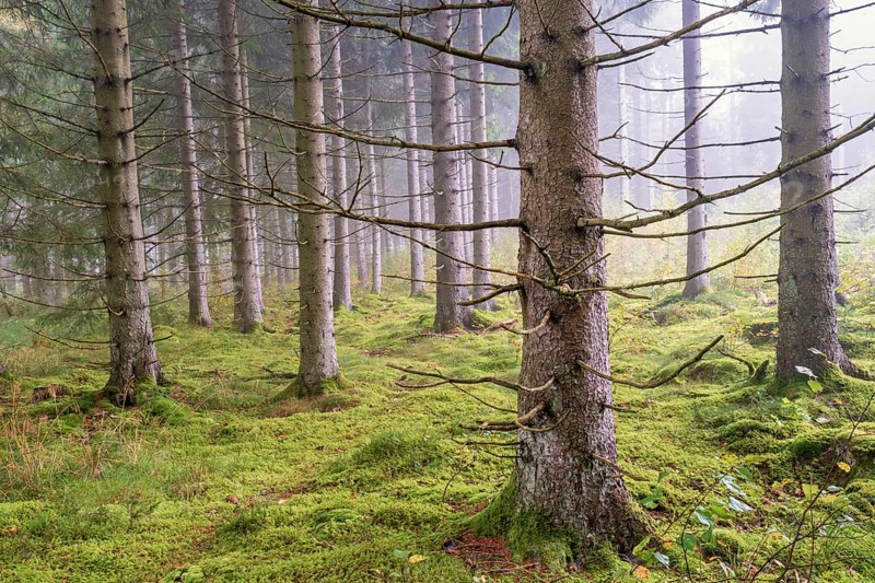 Spruce forest in morning fog with green moss on the ground on a summer day