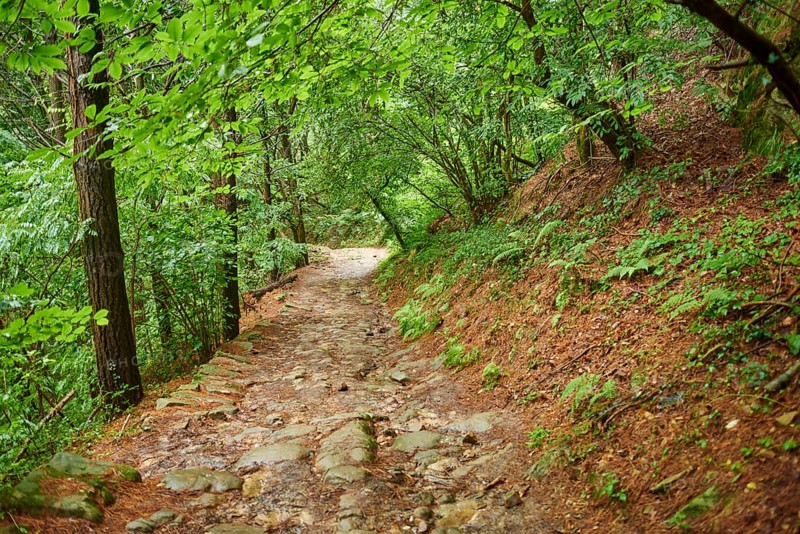 Walking path going through the forest from Donostia San Sebastian to Orio at the Camino del Norte, coastal path, Way of St. James, Camino de Santiago trail, Basque country, Spain, Europe