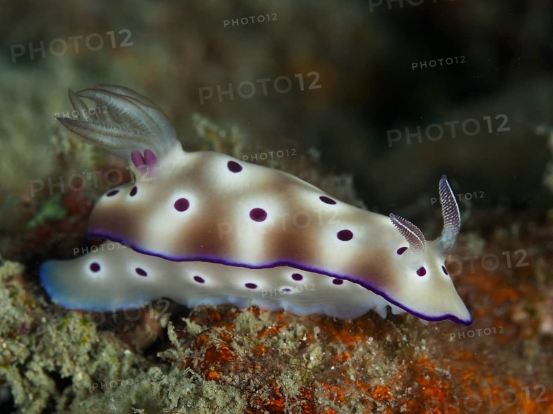 Dotted nudibranch with red-brown and white colours, star snail (Hypselodoris tryoni), on substrate in the sea, dive site Gondol Reef, Gondol, Bali, Indonesia, Asia