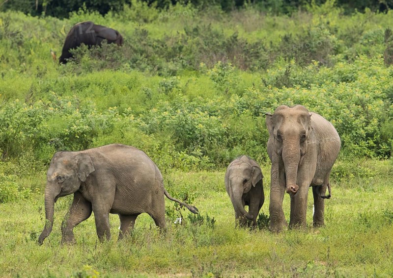 Indian elephants (Elephas maximus indicus) and gaur (Bos gaurus), Khiri Khan, Hua Hin, Kui Buri National Park, Thailand, Asia