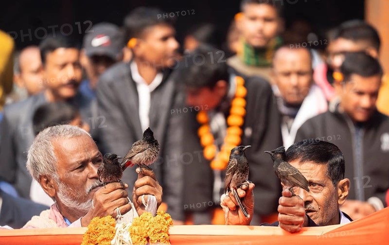 Hajo, India. 15 January 2024. Bird owners hold red-vented bulbuls before fighting during a traditional bird fighting game on the occasion of Magh Bihu or Bhogali Bihu at Hayagrib Madhab temple
