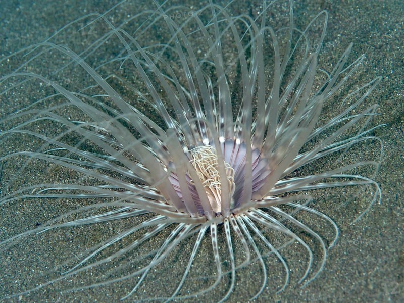 Large filigree cylinder rose (Cerianthus filiformis) with long tentacles on sandy seabed, dive site House Reef, Penyapangan, Bali, Indonesia, Asia