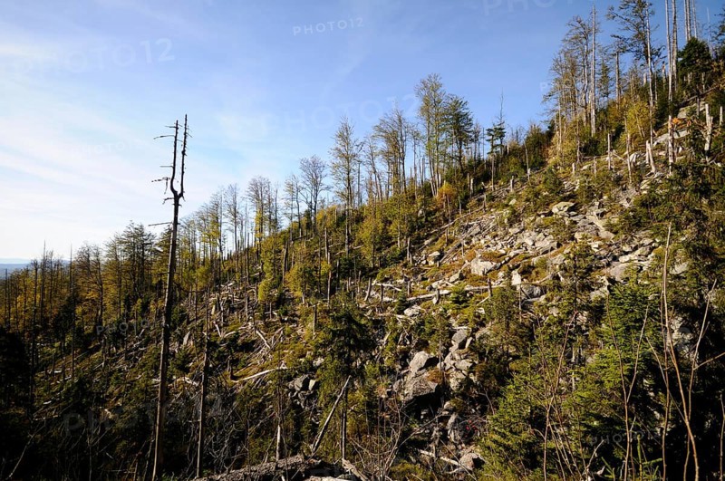 Hilly forest with dead trees under a blue sky, Lusen, Bavarian Forest National Park