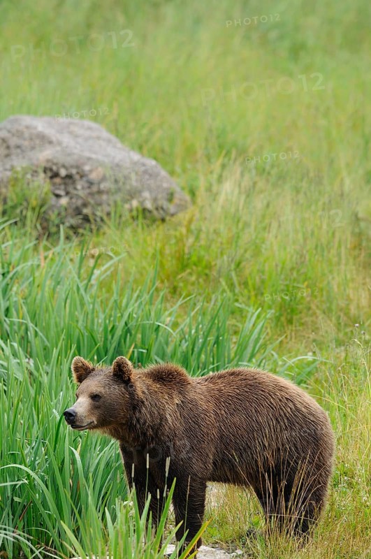 A bear stands attentively on a green meadow, Eurasian brown bear (Ursus arctos arctos), Bavarian Forest National Park