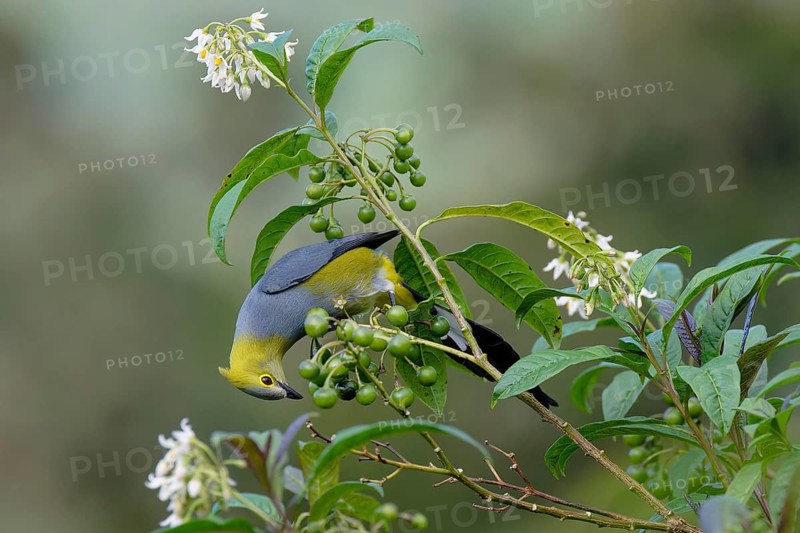 Long-tailed Silky-flycatcher, Ptiliogonys caudatus feeding on Twoleaf nightshade berries, Costa Rica, Central America
