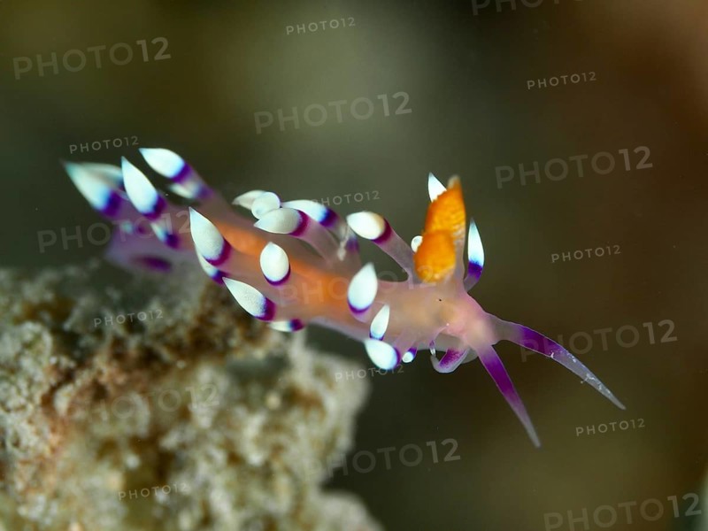 Delicate, purple-orange nudibranch with white dots, white-tipped Coryphellina, Flabellina exoptata (Coryphellina exoptata), on seabed, dive site Spice Reef, Penyapangan, Bali, Indonesia, Asia