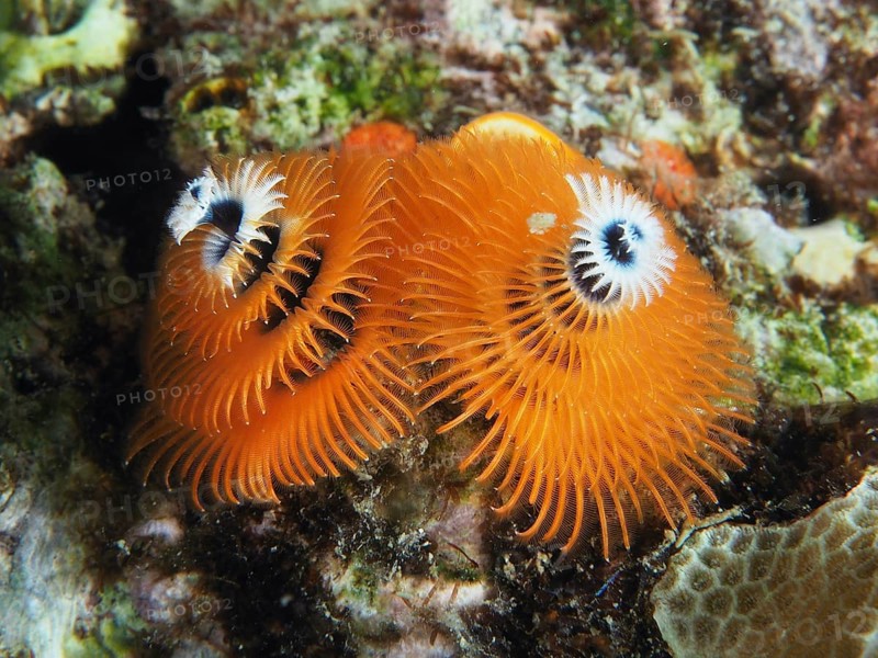 Orange Indo-Pacific Christmas tree worm (Spirobranchus corniculatus) on reef, dive site Pidada, Penyapangan, Bali, Indonesia, Asia