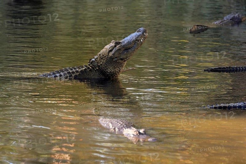 Mississippi Alligator (Alligator mississippiensis), pike alligator, adult, friendly, portrait, smiling, courtship, courtship, advertising, in water, Florida, USA, North America