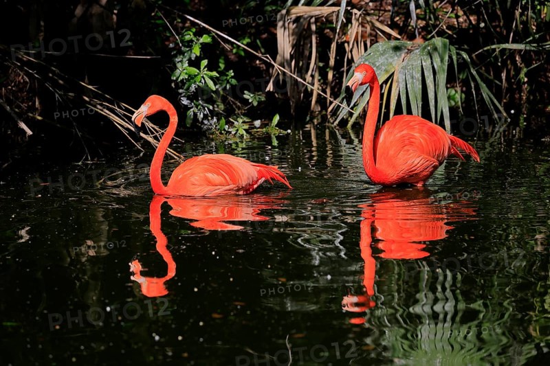 Cuban Flamingo (Phoenicopterus ruber), Red Flamingo, adult, pair, in water, foraging, captive, South America, America
