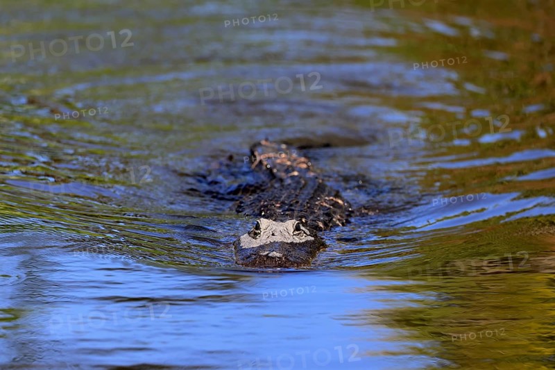 Mississippi Alligator (Alligator mississippiensis), pike alligator, adult, in water, swimming, Florida, USA, North America