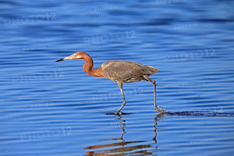 Reddish Egret (Egretta rufescens), adult, in water, foraging, hunting, alert, Merritt Island, Black Point Wildlife Drive, Florida, USA, North America