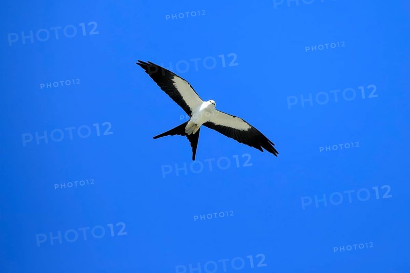 Swallow Harrier (Elanoides forficatus), adult, flying, Orlando, Florida, North America, USA, North America