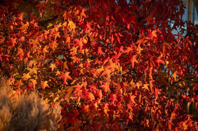 Autumn-coloured fan maple (Acer palmatum), Mecklenburg-Western Pomerania, Germany, Europe
