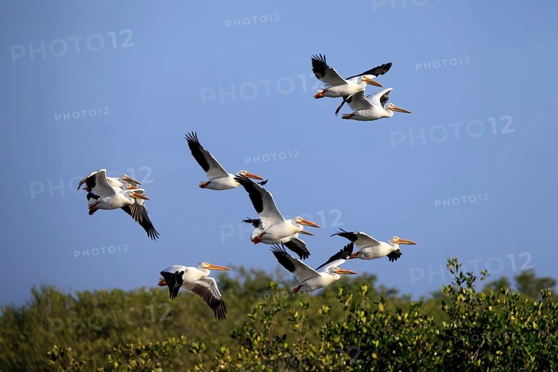 Rhinoceros pelican (Pelecanus erythrorhynchos), adult, group, flying, Merritt Island, Black Point Wildlife Drive, Florida, USA, North America