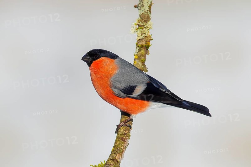 Bullfinch (Pyrrhula pyrrhula), Gimbel, male sitting on branch, light background, wildlife, winter, animals, birds, Siegerland, North Rhine-Westphalia, Germany, Europe