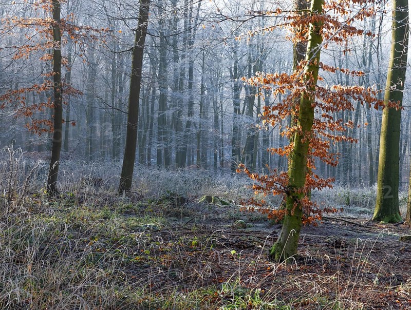 View of a beech tree in the forest with hoarfrost frozen vegetation in backlight, landscape photo, nature photo, flora, fauna, landscape format, trees, grasses, moss, forest area, winter, snow, ice, frost, cold, season, cosy, winter, snow, ice, frost, cold, season, cosy, Deister, Hanover region, Lower Saxony, Germany, Europe