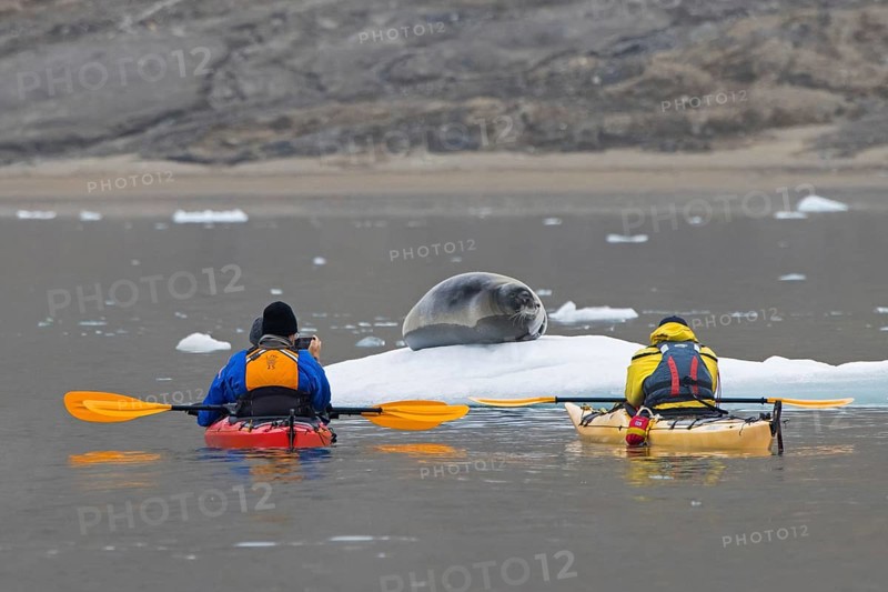 Eco-tourists in kayaks taking pictures of bearded seal (Erignathus barbatus) resting on ice floe along the coast of Svalbard, Spitsbergen