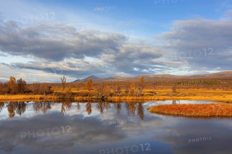 Birch trees reflected in water of pond in the Fokstumyra Nature Reserve in autumn, fall, Dovrefjell, Oppdal, Dovre region, Central Norway